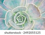 Nature background of succulent echeveria rosettes. Evergreen succulent. Macro detail of the centre of a green succulent plant. A green spiral succulent cactus. closeup spiral pattern