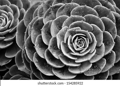 Nature background of succulent echeveria rosettes with raindrops in black and white. Plant commonly known as "hens and chicks" 
