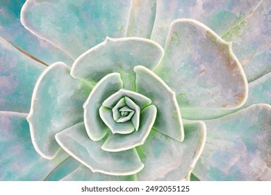 Nature background of succulent echeveria rosettes. Evergreen succulent. Macro detail of the centre of a green succulent plant. A green spiral succulent cactus. closeup spiral pattern