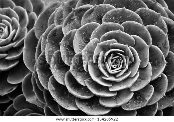 Nature background of succulent echeveria rosettes with raindrops in black and white. Plant commonly known as "hens and chicks". Wall art image. 