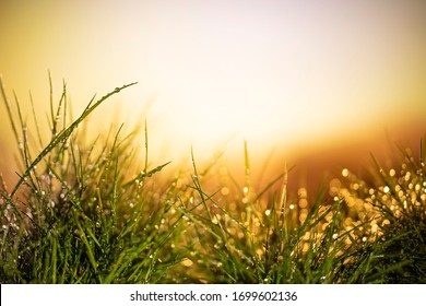 nature background at sunset and river. close up. water drops on grass after rain. the sun is breaking through  grass. place for text. Abstract background. Bitter water leaves of plants. copy space - Powered by Shutterstock