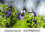 Nature background. Sweet Violet, English Violet, Common Violet, or Garden Violet
