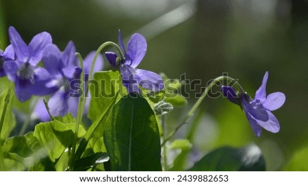 Nature background. Sweet Violet, English Violet, Common Violet, or Garden Violet