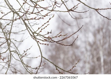 Nature background with tree branches covered with grey swollen buds