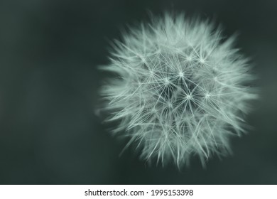 Nature background of white dandelion on green forest background, top view. Blurred background with shallow depth of field. Concept of fragility and simplicity in nature, finest details. Macro.