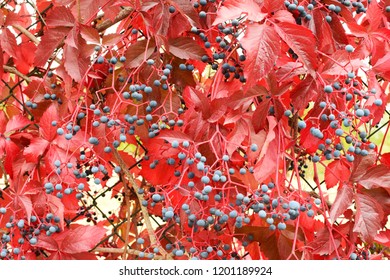 nature Background,pattern red autumn leaf with black seed