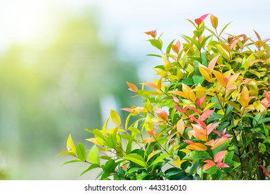 nature backgrounds, backgrounds concept.
