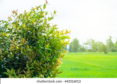 nature backgrounds, backgrounds concept.