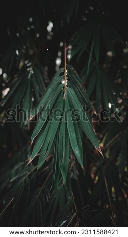 Similar – Image, Stock Photo Close-up of red berries and leaves of schinus molle in nature