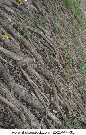 Nature beackground with some tree roots on the ground with some flowers
