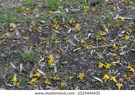 Nature beackground with some tree roots on the ground with some flowers