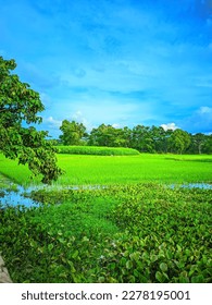 nature beautiful photo,green background, grass,wather