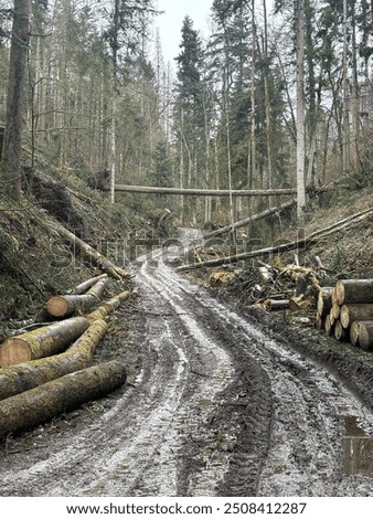 Similar – Foto Bild Valentinstag Wald Baum