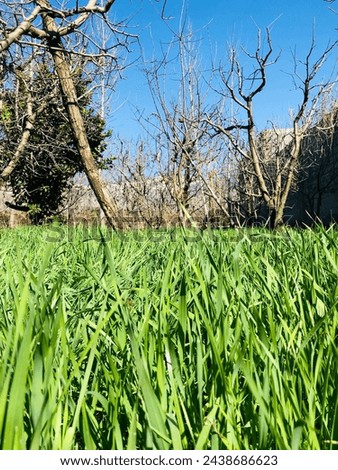 Nature beauty (beautiful grass blade)