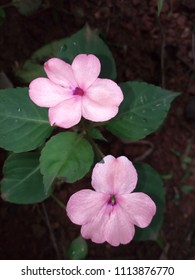 Nature beauty pink flowers - Shutterstock ID 1113876770