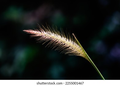 Nature best creation flower view - Shutterstock ID 2255001467