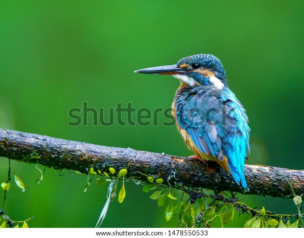 Nature - Bird, colorful
bird kingfisher