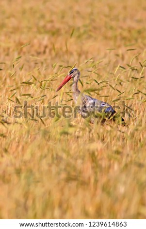 Similar – Foto Bild Weißstorch elegant schön