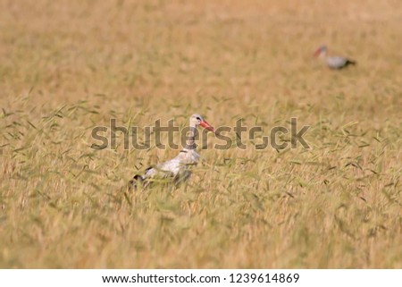 Similar – Foto Bild Weißstorch elegant schön