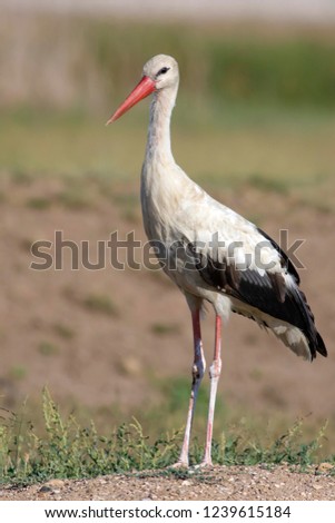 Similar – Foto Bild Weißstorch elegant schön