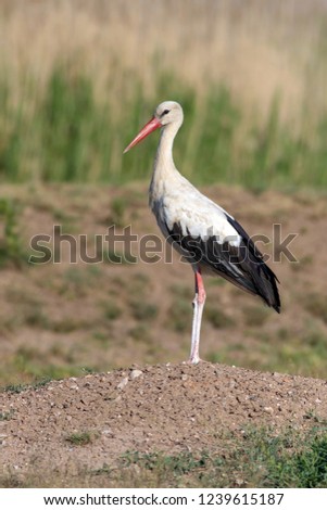 Similar – Foto Bild Weißstorch elegant schön