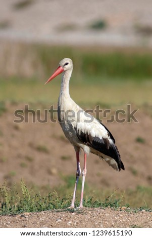 Similar – Foto Bild Weißstorch elegant schön