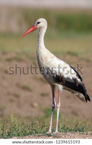 Similar – Foto Bild Weißstorch elegant schön