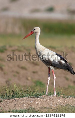 Similar – Foto Bild Weißstorch elegant schön