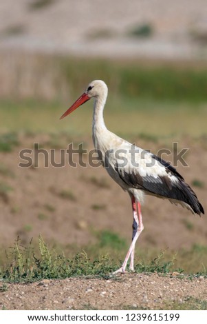 Similar – Foto Bild Weißstorch elegant schön