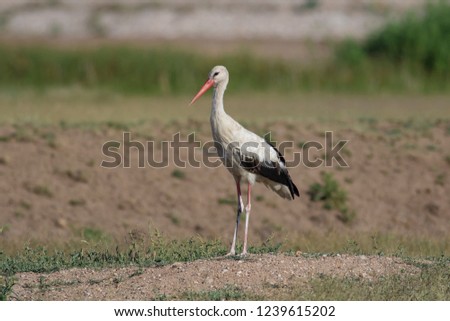 Similar – Foto Bild Weißstorch elegant schön