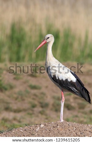 Foto Bild Weißstorch elegant schön