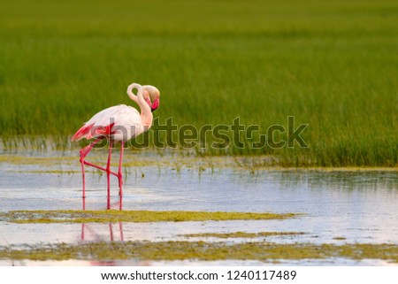 Similar – Foto Bild Flamingos Natur Landschaft