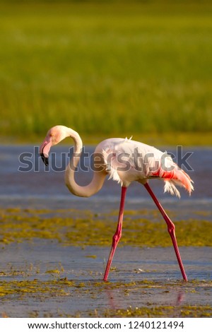 Similar – Foto Bild Flamingos Natur Landschaft