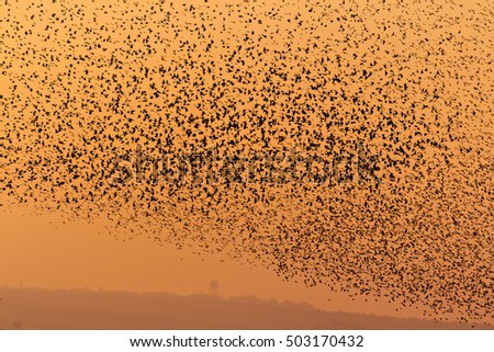 Similar – Image, Stock Photo bird migration