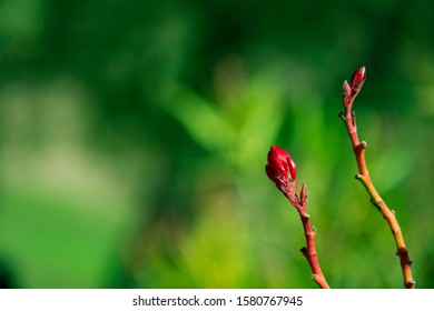 Nature Blooms In Unexpected Places