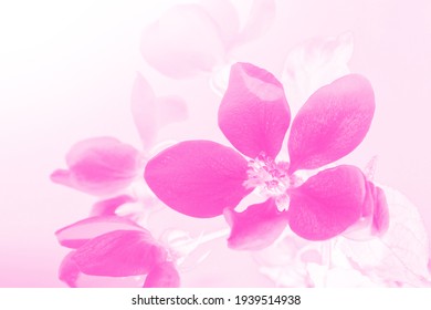 紫色花图片 库存照片和矢量图 Shutterstock