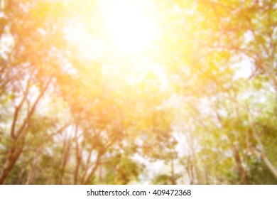 Nature blur greenery bokeh leaf wallpaper  spring   autumn park background; Soft focus light view leaves flare medical rays abstract pastel tree foliage forest landscape gradient white   yellow