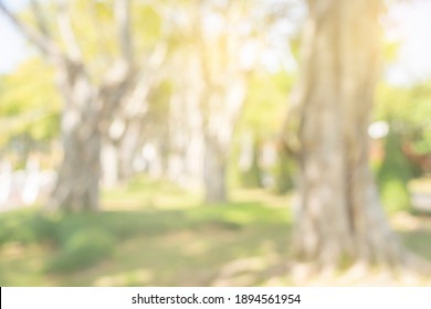 Nature blurred background. Green tree in a park with light bokeh and sunlight. natural trees and lawn in outdoor garden. Abstract blur nature landscape green environment concept