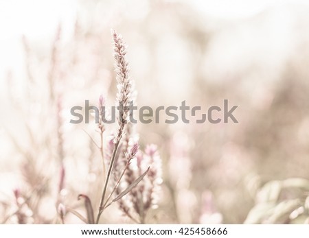 Similar – Image, Stock Photo pink flowers of calluna vulgaris in a field at sunset