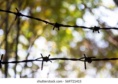 Nature blurry background,Abstract background from tree