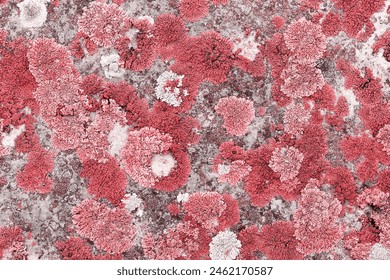 background covered lichens backdrop