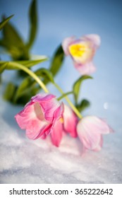Nature. Bouquet of pink tulips flowers with green stems growing out of the ground and the snow white winter
