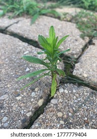 Nature Breaking Through Hard Concrete