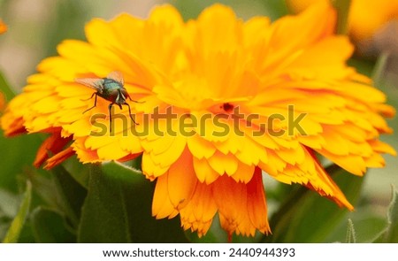 Nature Bugs flowers bee forest