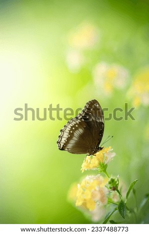 Nature of butterfly and flower in garden using as background butterflies day cover page or banner template brochure landing page wallpaper design