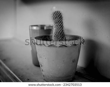 nature cactus plant sharp thorns blurred background