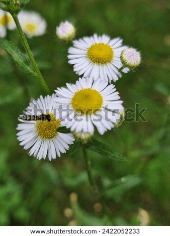 Nature, chamomile, Sommer,spring,flower,wasp, flowers, daisy