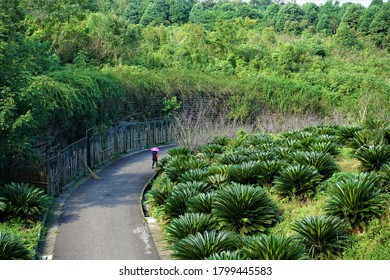 Nature In Chengdu, Sichuan, China