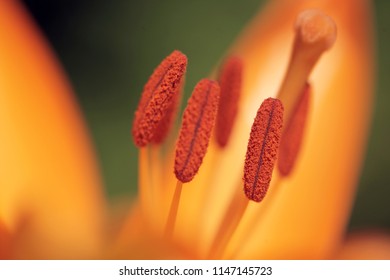 nature closeup - macro photography of the inside of an orange lily flower, with  visible pollen, outdoors on a sunny summer day - Powered by Shutterstock