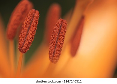 Nature Closeup - Macro Photography Of The Inside Of An Orange Lily Flower, With  Visible Pollen, Outdoors On A Sunny Summer Day